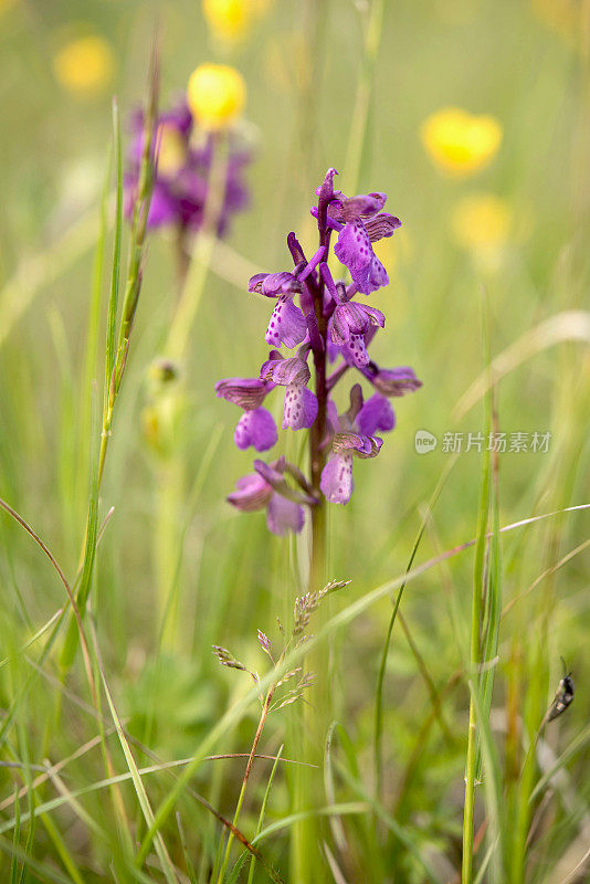 开花的绿翅兰花(Anacamptis morio